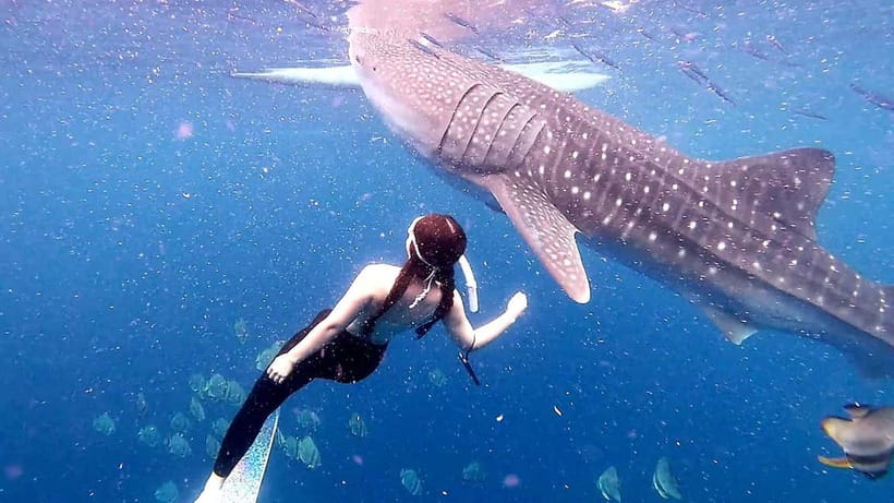 Cebu: Oslob Whale Sharks, Tumalog Falls & Sardine Snorkeling - Price and value: what you’re really paying for