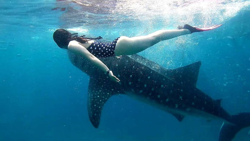 Cebu: Oslob Whale Sharks, Tumalog Falls & Sardine Snorkeling - Who should book, and who should skip this one