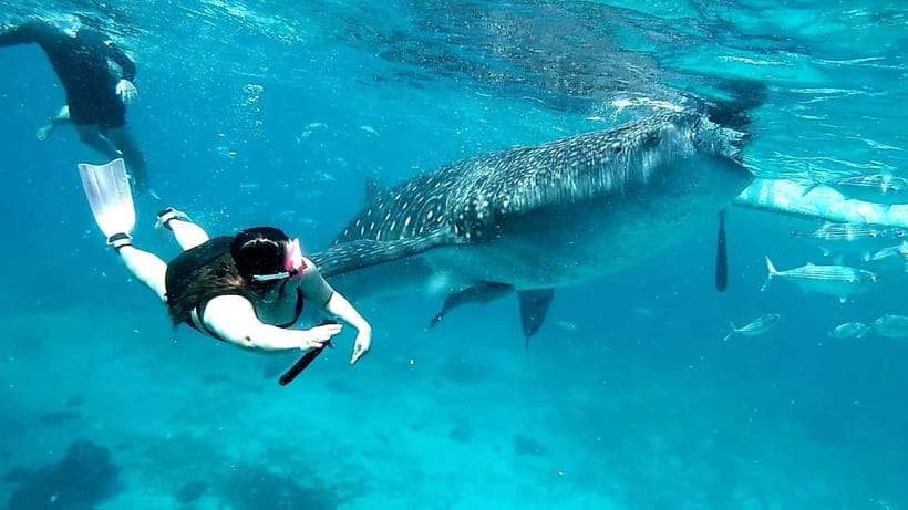 Cebu: Oslob Whale Sharks, Tumalog Falls & Sardine Snorkeling - FAQ