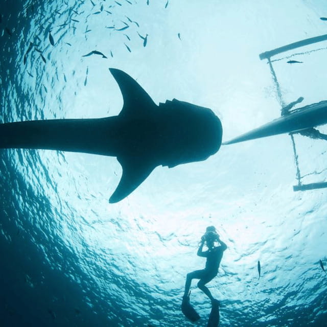 Cebu: Oslob Whaleshark Experience Shared Tour - Key highlights worth circling on your calendar