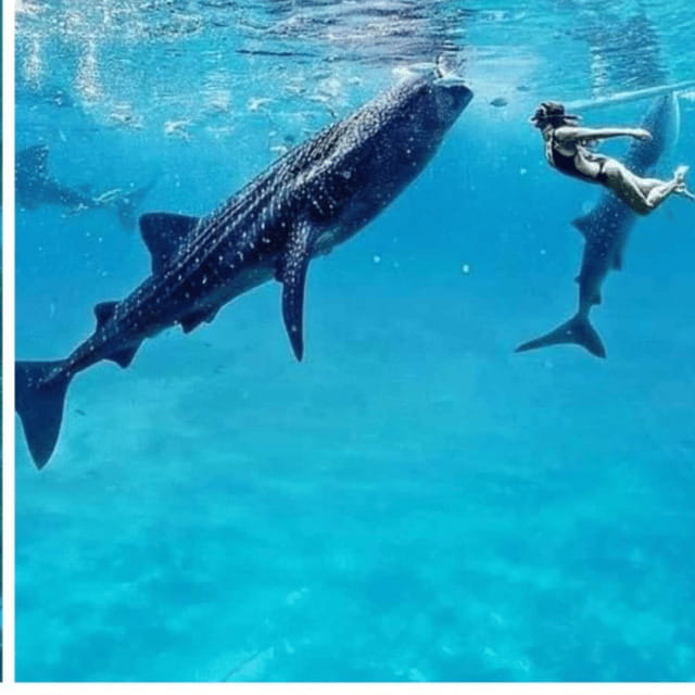 Cebu: Oslob Whaleshark Experience Shared Tour - Oslob whale sharks in real life: what makes this day special