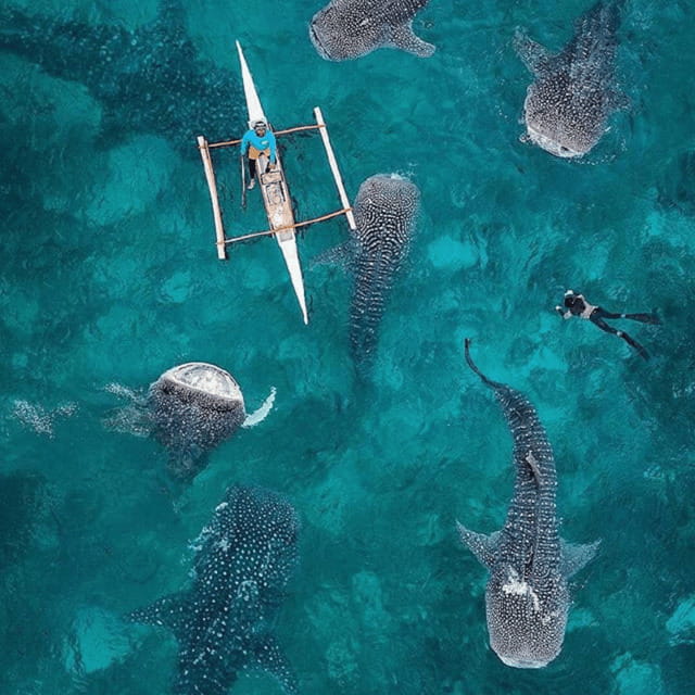 Cebu: Oslob Whaleshark Experience Shared Tour - The 14-hour flow: how the route keeps you moving