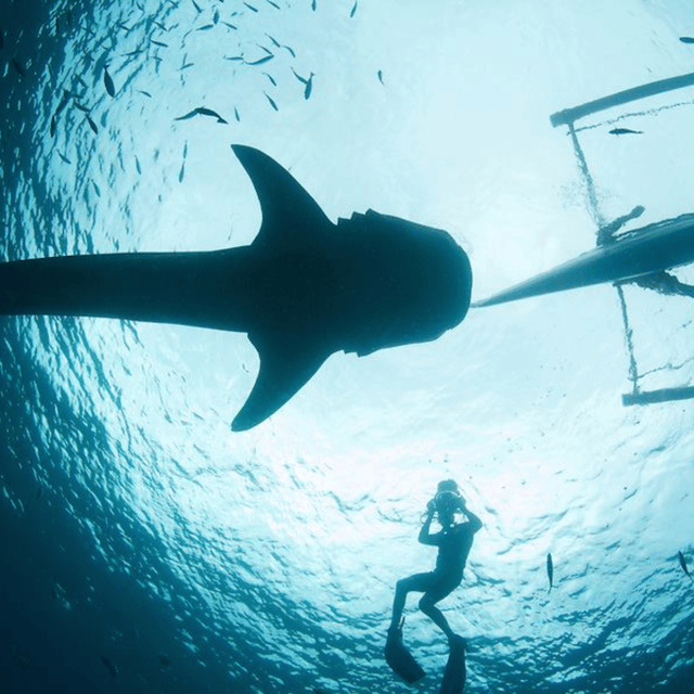 Cebu: Oslob Whaleshark Experience Shared Tour - Cebu City scenic drive, market stop, and the practical end of tour