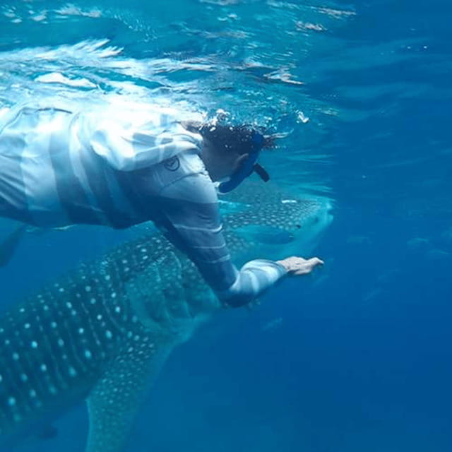 Cebu: Oslob Whaleshark Experience Shared Tour - Price and fee value: what you actually pay for
