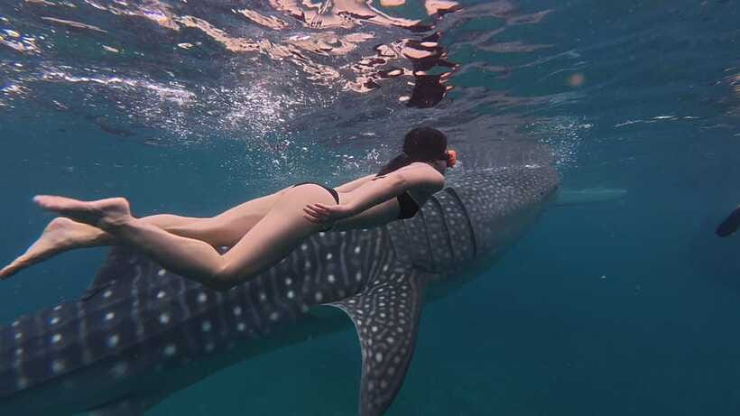 Cebu Oslob Whaleshark, Moalboal Sardines Run&Inambakan Falls - Oslob whale sharks in Cebu, and why the early start is everything