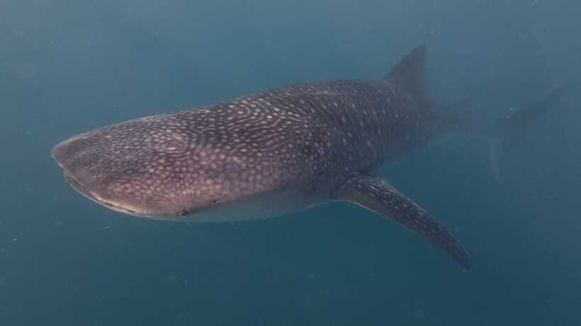 Cebu Oslob Whaleshark, Moalboal Sardines Run&Inambakan Falls - What to bring so the day feels easy, not annoying