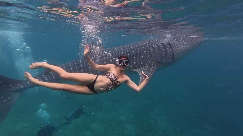 Cebu Oslob Whaleshark, Moalboal Sardines Run&Inambakan Falls - Who this Cebu whale shark plus sardines day trip is best for