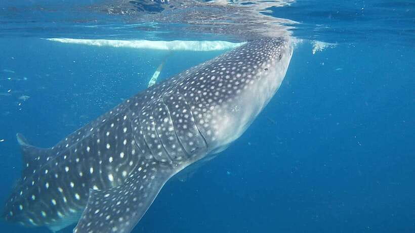 Cebu: Oslob Whaleshark & Sardines Run Snorkeling Day Tour - Swimming With Whale Sharks in Oslob, Including the Ethical Catch