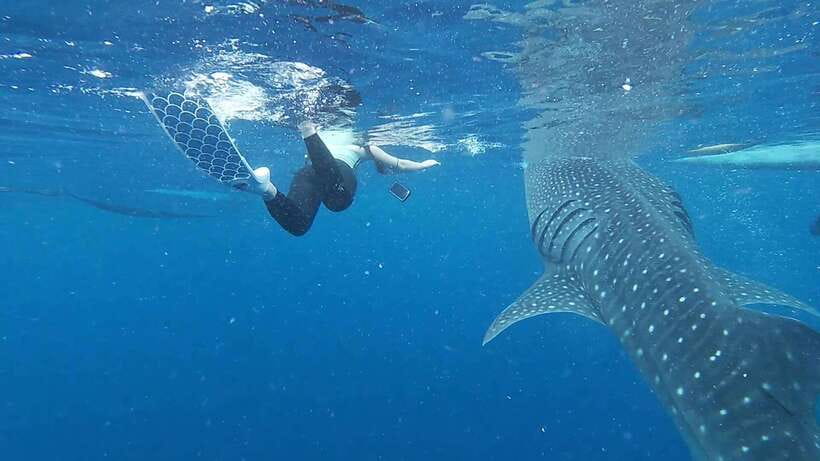 Cebu: Oslob Whaleshark & Sardines Run Snorkeling Day Tour - A Full Day Timeline From Cebu, Plus What to Expect With That Early Pickup