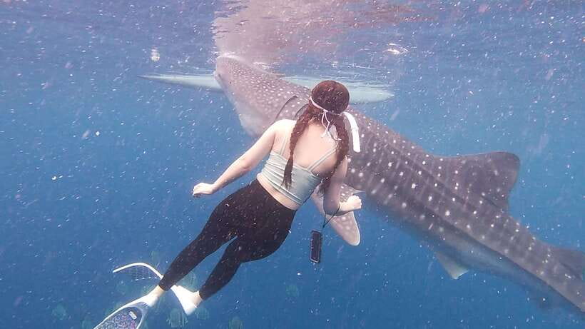 Cebu: Oslob Whaleshark & Sardines Run Snorkeling Day Tour - Gear and Photo Setup: What’s Included, What Costs Extra, and How to Prep