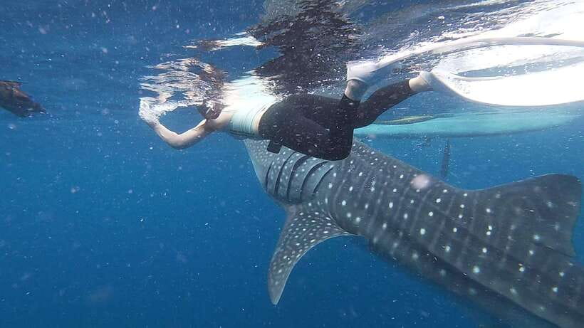 Cebu: Oslob Whaleshark & Sardines Run Snorkeling Day Tour - Should You Book This Whale Shark and Sardine Run Day Trip?