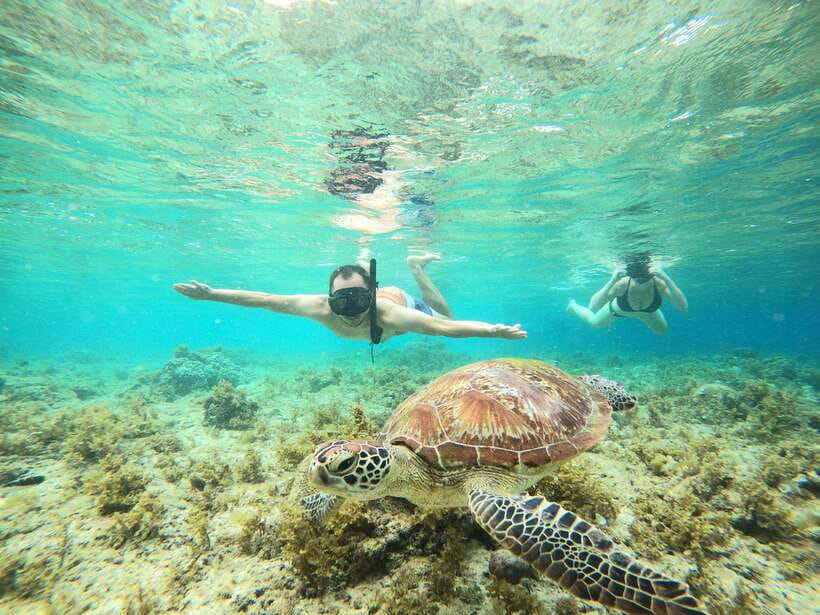 Cebu: Oslob Whaleshark & Sardines Run Snorkeling Day Tour - Moalboal’s Sardine Run: Why This Snorkel Stop Is the Real Show