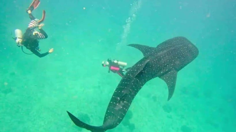 Cebu: Oslob Whaleshark Scuba Diving & Sumilon Sanctuary - What you’re really buying: two different underwater moods
