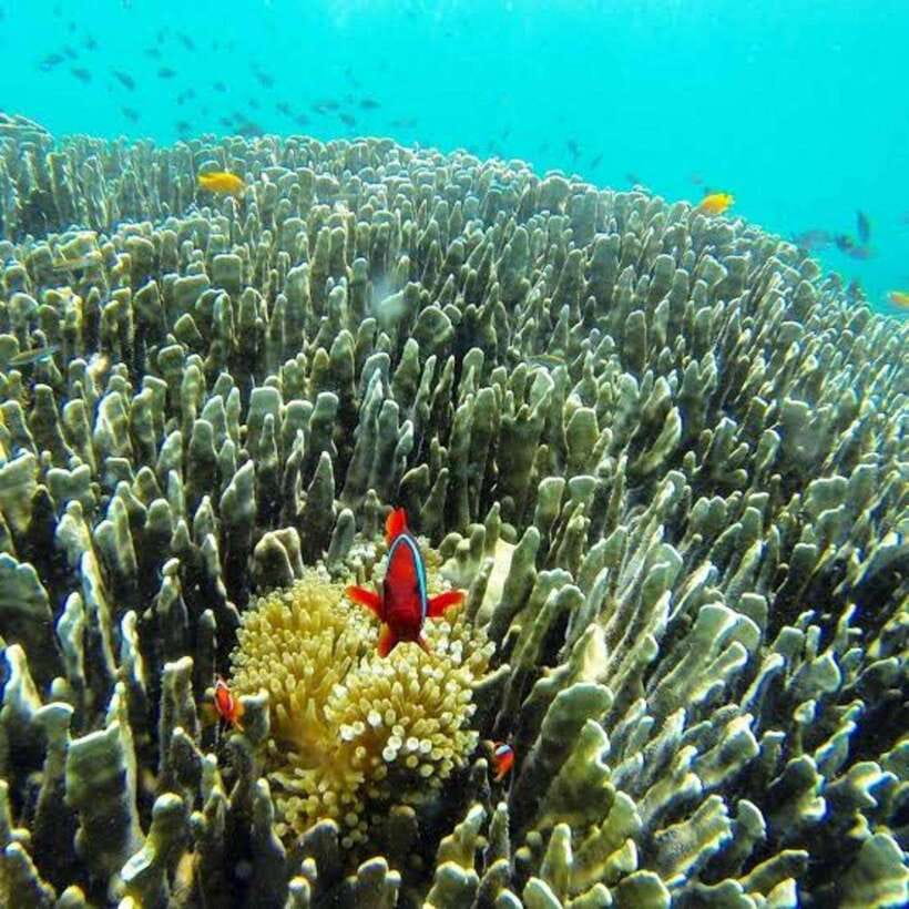 Cebu: Oslob Whaleshark Scuba Diving & Sumilon Sanctuary - Practical comfort and who should skip this