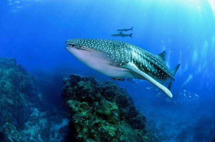 Cebu: Oslob Whaleshark Scuba Diving & Sumilon Sanctuary - Key takeaways you can use fast