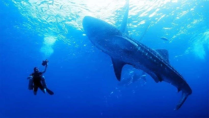 Cebu: Oslob Whaleshark Scuba Diving & Sumilon Sanctuary - Sumilon Sanctuary: the coral gardens portion you’ll remember after the whale sharks