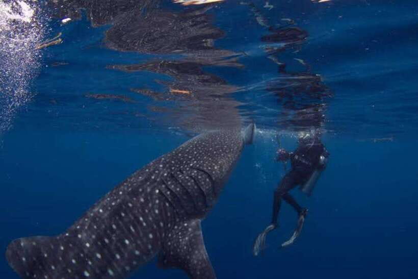 Cebu: Oslob Whaleshark Scuba Diving & Sumilon Sanctuary - Private tour with pickup and drop-off: convenience that actually saves time