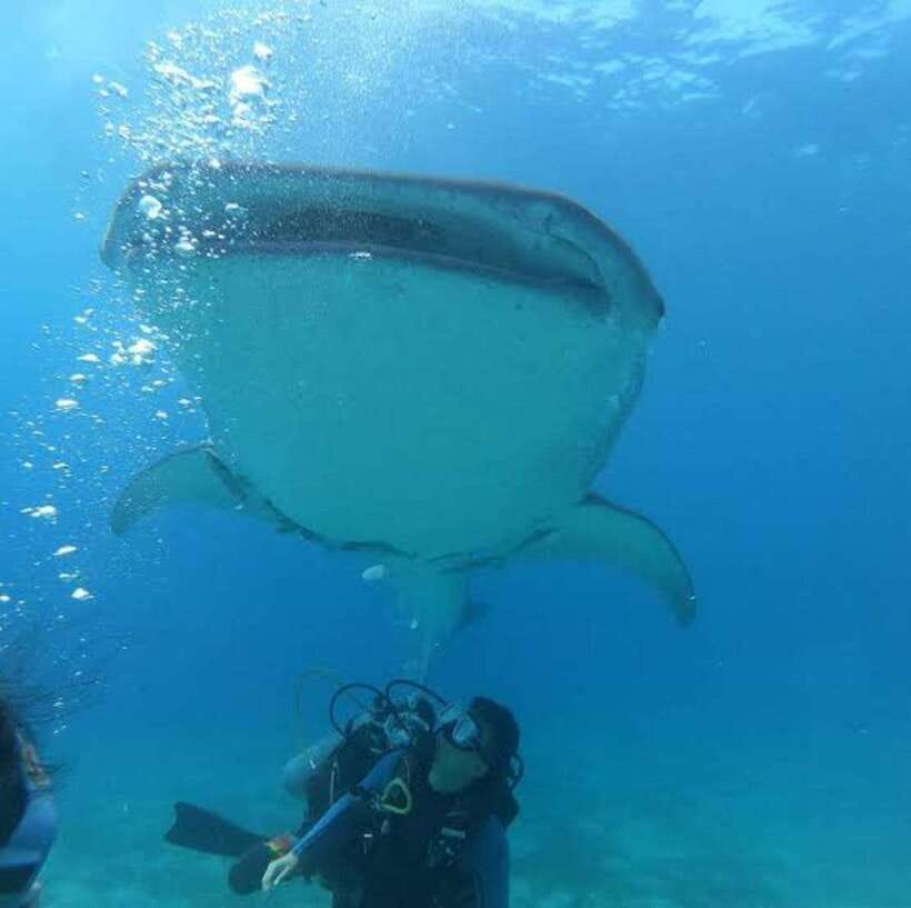Cebu: Oslob Whaleshark Scuba Diving & Sumilon Sanctuary - Underwater gear and photo gear: what you bring, what you can rent
