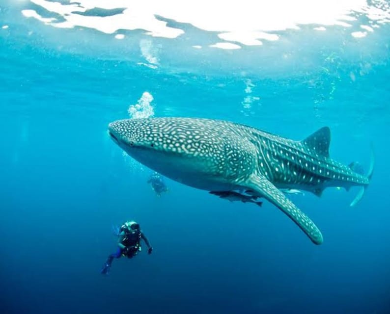 Cebu: Oslob Whaleshark Scuba Diving & Sumilon Sanctuary - Conservation talk: what it adds, and how to use it