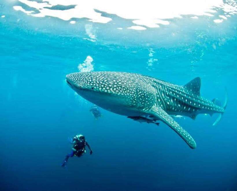 Cebu: Oslob Whaleshark Scuba Diving & Sumilon Sanctuary - Price and value: is $251 reasonable for two underwater stops?