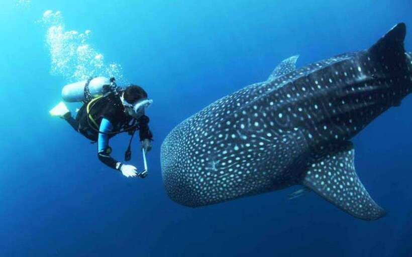 Cebu: Oslob Whaleshark Scuba Diving & Sumilon Sanctuary - Oslob whale shark session: what to expect, and what might surprise you