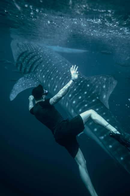 Cebu:Oslob WhaleSharkWatching,Kawasan Canyoneering - Oslob Whale Shark Watching: Sunrise, Safety Briefing, and How the Swim Runs