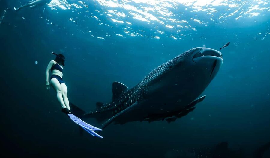 Cebu:Oslob WhaleSharkWatching,Kawasan Canyoneering - Pickup, Van Rides, and Timing You Should Plan For