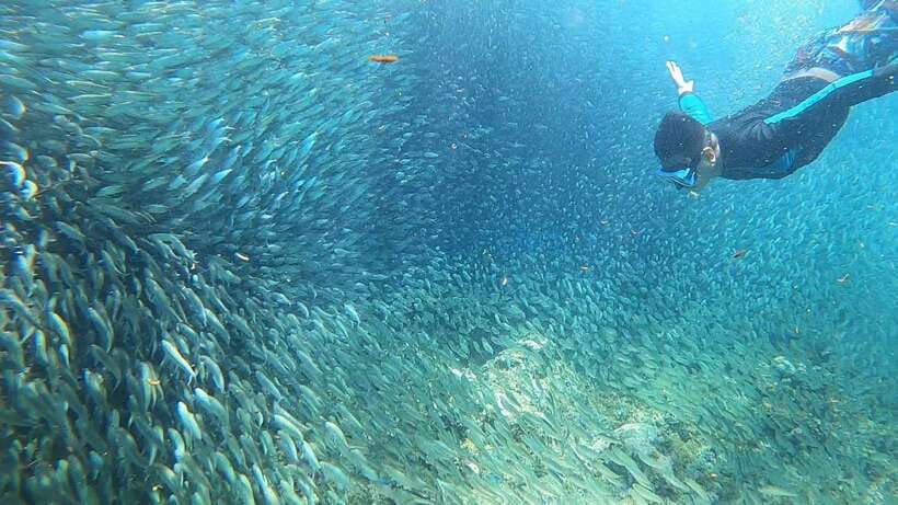 Cebu: Pescador Island, Sardines run and Kawasan Canyoneering - Coral Gardens, Boat Time, and White Sand Breaks