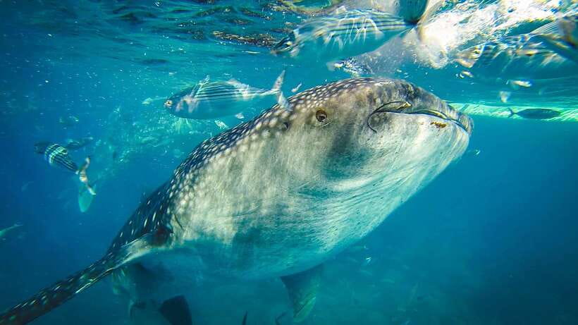 Cebu: Private Sumilon Island & Optional Whale Shark Swim - Optional Whale Shark Swimming in Oslob: What You Can Control