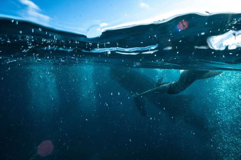 Cebu: Private Sumilon Island & Optional Whale Shark Swim - The Logistics That Can Make or Break Your Day