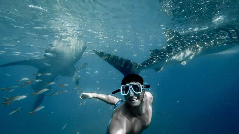 Cebu: Private Sumilon Island & Optional Whale Shark Swim - Getting from Cebu to Oslob, Then the Sumilon Boat Ride