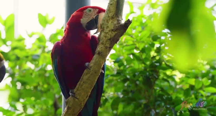 Cebu Safari & Adventure Park: Wildlife Tour with Transfers - Key Things to Know Before You Go