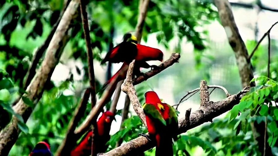 Cebu Safari & Adventure Park: Wildlife Tour with Transfers - Who This Tour Fits Best, and Who Should Skip It