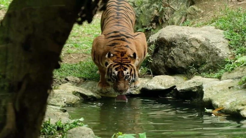 Cebu Safari & Adventure Park: Wildlife Tour with Transfers - From Cebu City Pickup to the Carmen Safari Start