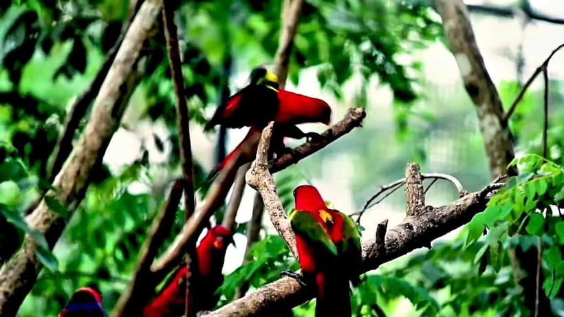 Cebu Safari & Adventure Park: Wildlife Tour with Transfers - Seeing the Animals Up Close: What Close Encounters Really Mean