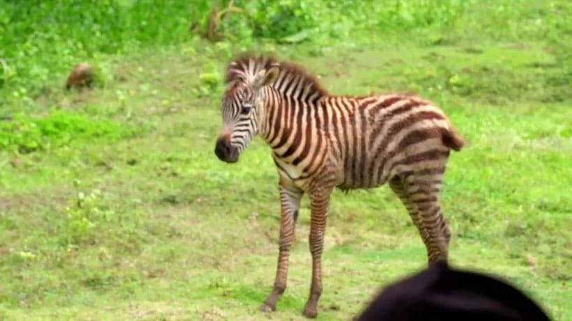 Cebu Safari & Adventure Park: Wildlife Tour with Transfers - Guided Learning and Live Animal Shows That Add Context