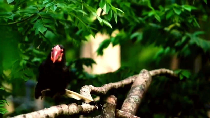 Cebu Safari & Adventure Park: Wildlife Tour with Transfers - Lunch and Timing: How to Keep the Day Comfortable