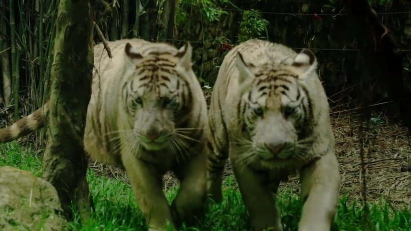 Cebu Safari & Adventure Park: Wildlife Tour with Transfers - Getting Back to Cebu: Private Group Comfort With Real Logistics