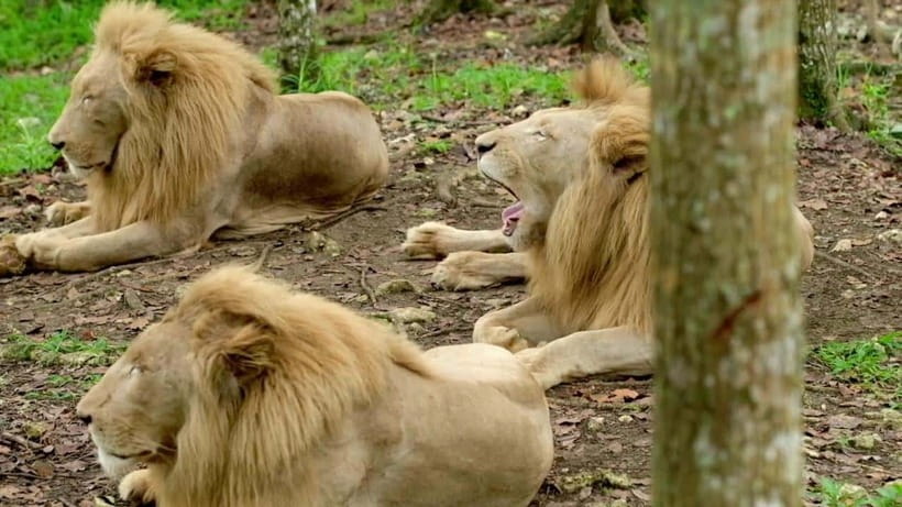 Cebu Safari & Adventure Park: Wildlife Tour with Transfers - Price and Value: Is $103 a Good Deal for This Safari Day?