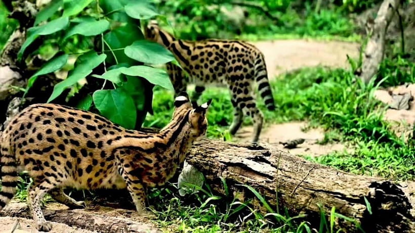 Cebu Safari & Adventure Park: Wildlife Tour with Transfers - Entering the Safari Grounds: A Big Park With Open Animal Space