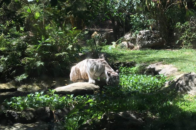 Cebu Safari and Adventure Park - Key things to know before you go