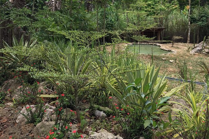 Cebu Safari and Adventure Park - Bengal tiger viewing plan: white and orange windows