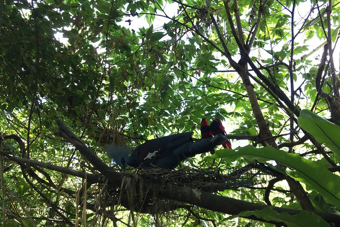 Cebu Safari and Adventure Park - African Savannah Tour, 10:00 AM to 3:30 PM, your main animal block