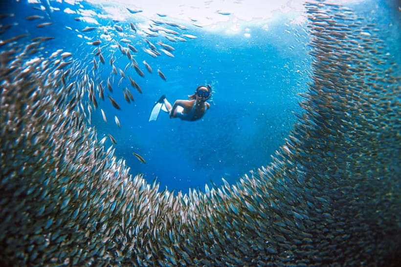 Cebu: Sardine Run Snorkeling, Mantayupan Falls & ATV Thrills - Enter Moalboal for the Sardine Run, the show you came for