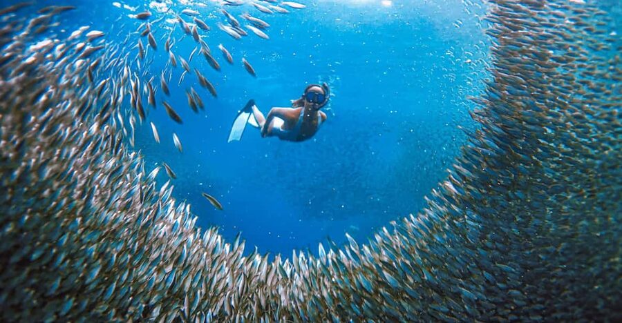 Cebu: Sardine Run Snorkeling, Mantayupan Falls & ATV Thrills - Price and what you really get for $103