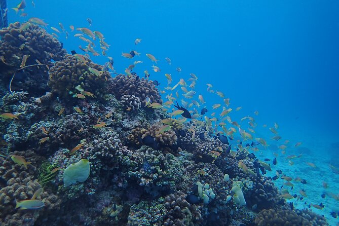 Cebu: Scuba Diving Experience beach entry in Mactan - Photos and videos included, without you doing the work