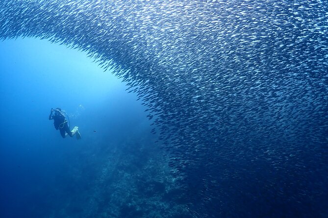 Cebu: Scuba Diving Experience beach entry in Mactan - Who this is best for, and who should skip it