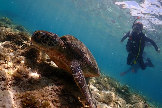 Cebu: Scuba Diving Experience beach entry in Mactan - What you’ll see: sardines, sea turtles, and colorful reef fish