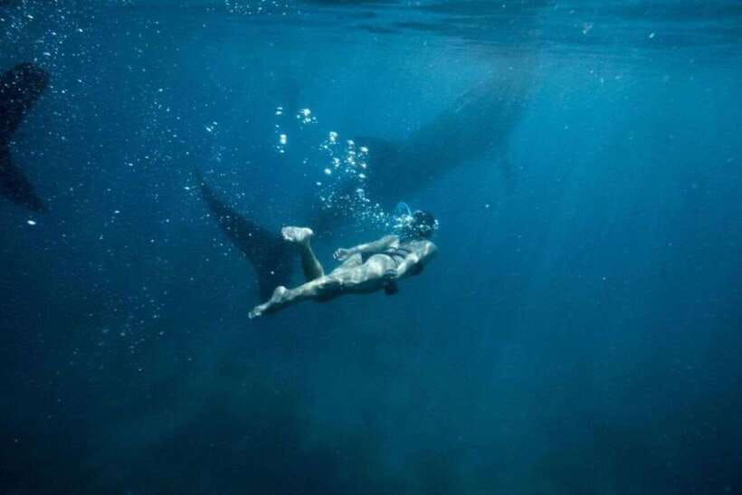 Cebu: Sumilon Sand Bar, Whale Sharks & Sardines Snorkeling - Key points at a glance
