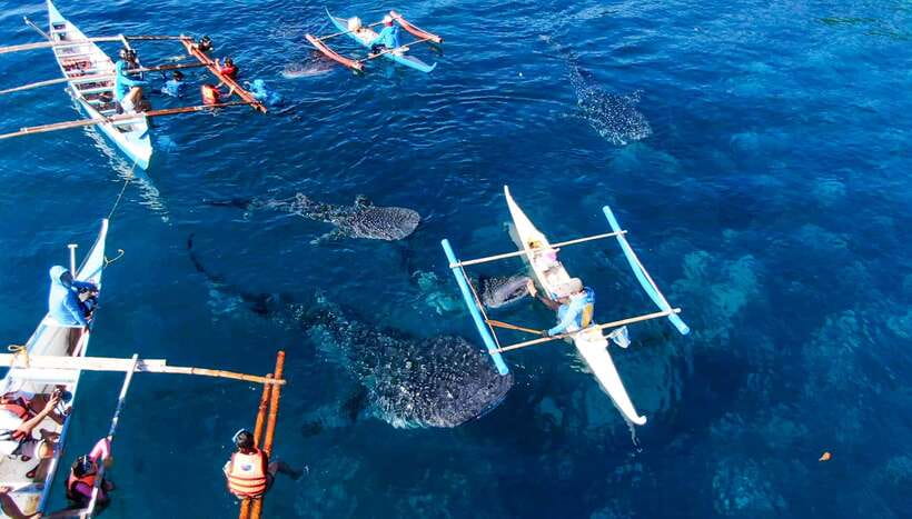 Cebu: Sumilon Sand Bar, Whale Sharks & Sardines Snorkeling - 14 hours across Cebu waters: what the day actually feels like